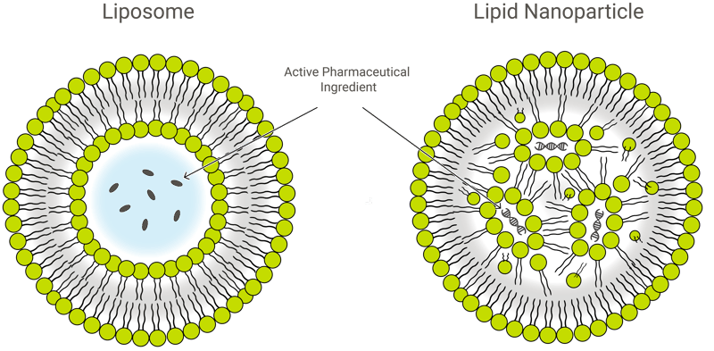 Liposome and LNP_green@4x