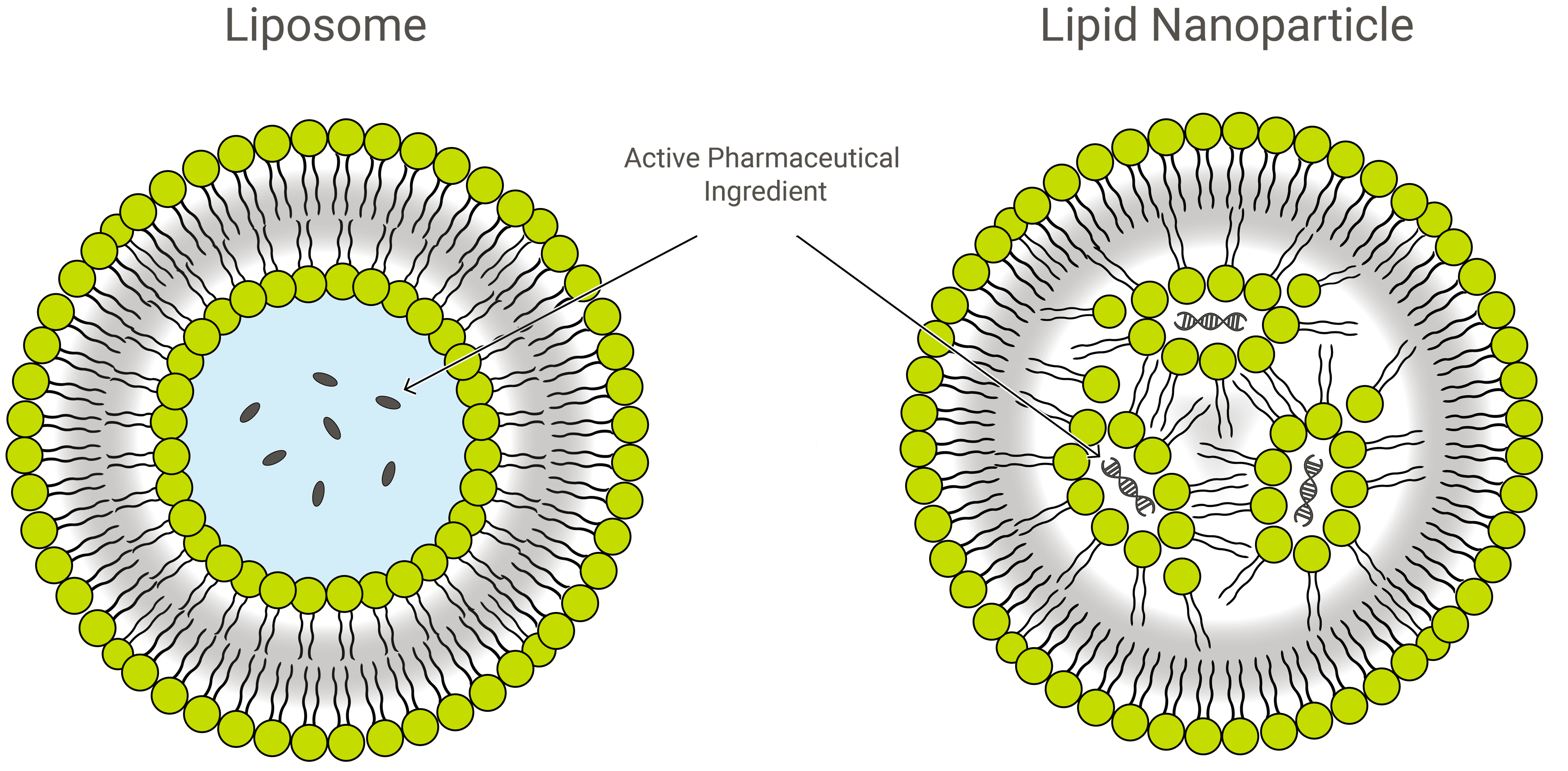 Liposome and LNP_green_simple@4x-1